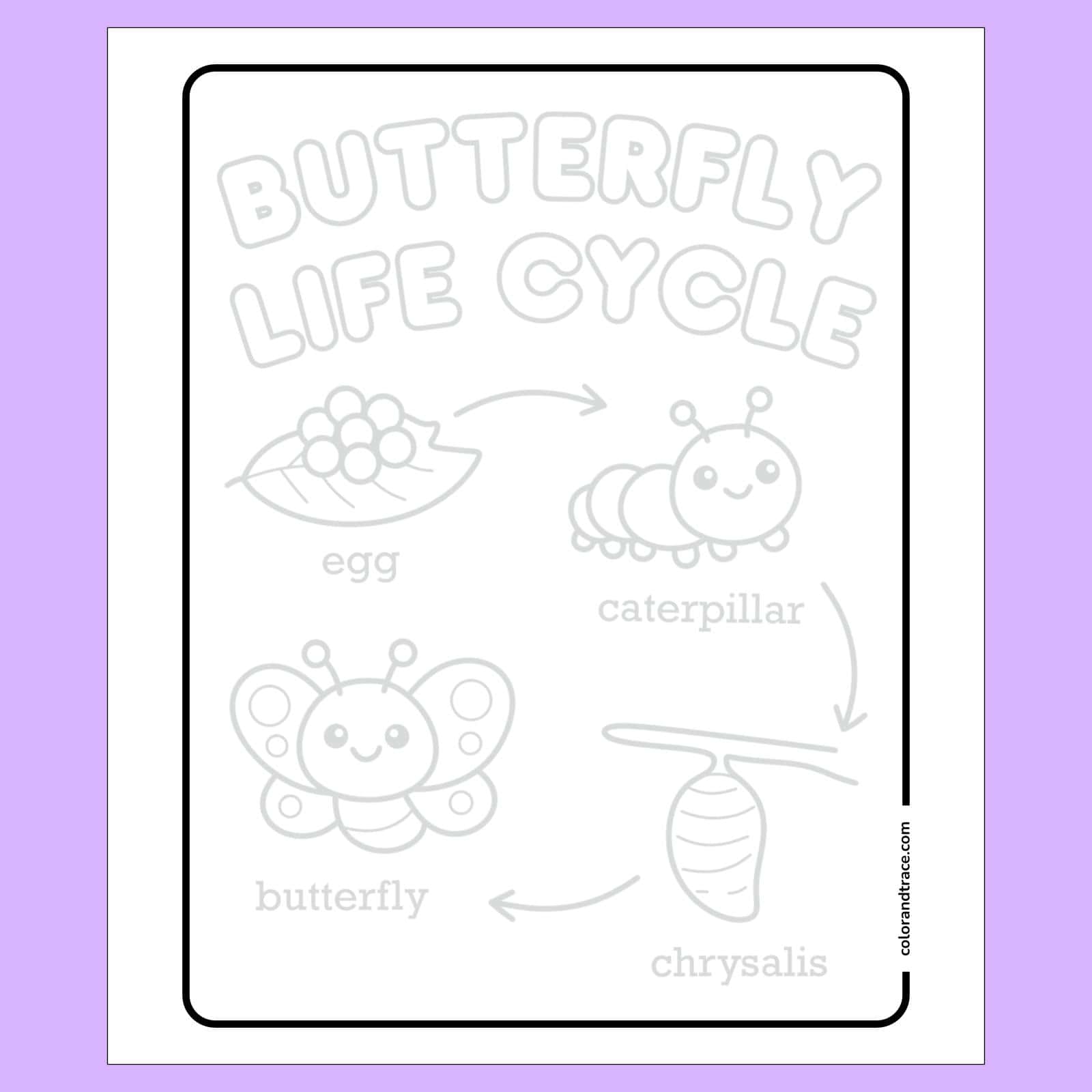 butterfly life cycle tracing page: egg to butterfly