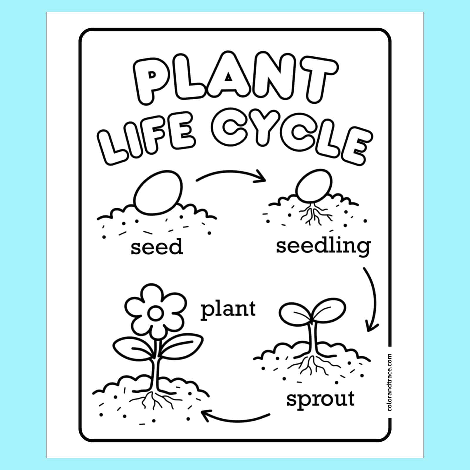 Plant life cycle diagram with seed, seedling, sprout and plant