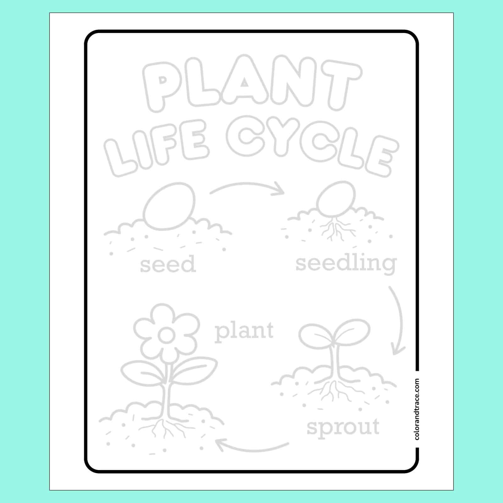 Plant life cycle tracing page with seed to plant illustrations
