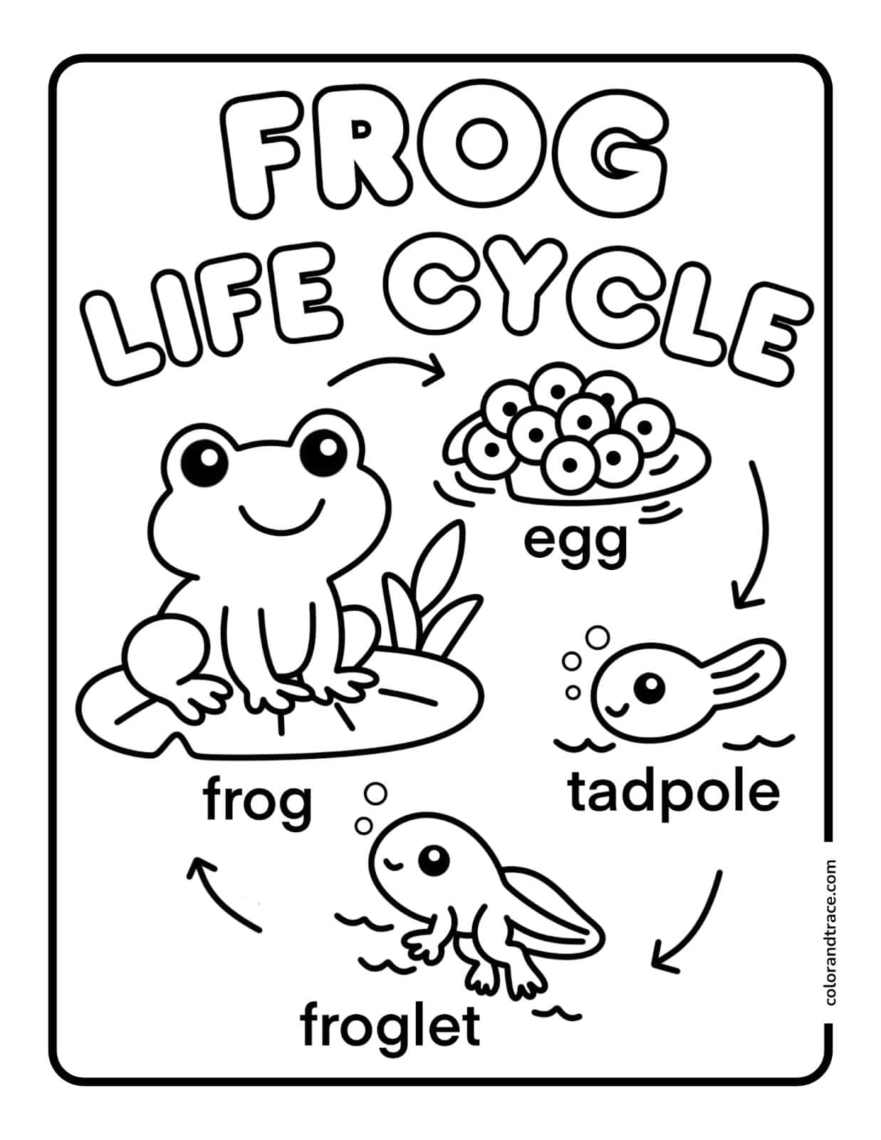 frog-life-cycle-coloring-page Black-and-white frog life cycle coloring page showing labeled stages: egg cluster, tadpole, froglet, and adult frog on a lily pad.