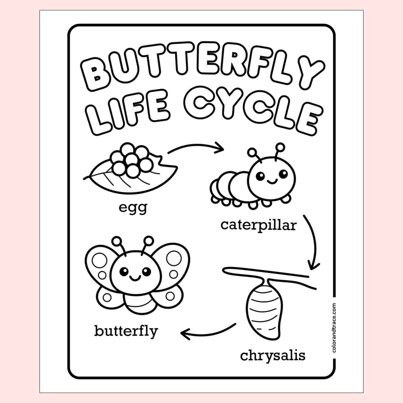 coloring page on a pink background showing labeled butterfly life cycle stages: eggs, caterpillar, chrysalis, and butterfly.
